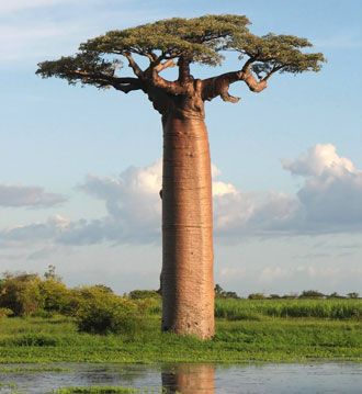 baobabul