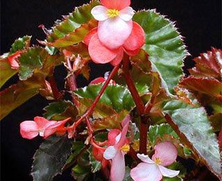 begonia