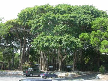 Ficus benghalensis