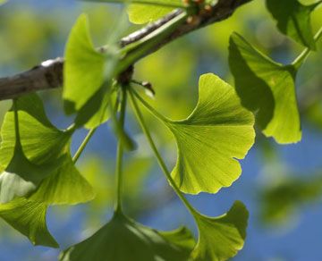 Ginkgo biloba