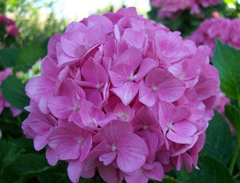 Hortensia