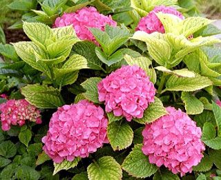 hortensia