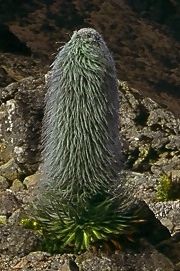 Lobelia telekii