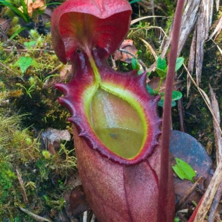 Nepenthes attenboroughii – una dintre cele mai mari plante carnivore 
