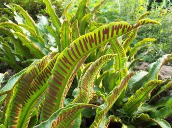 PHYLLITIS SCOLOPENDRIUM