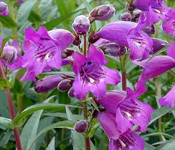 Penstemon