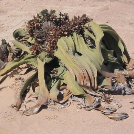 Welwitschia mirabilis – una dintre cele mai vechi specii de plante