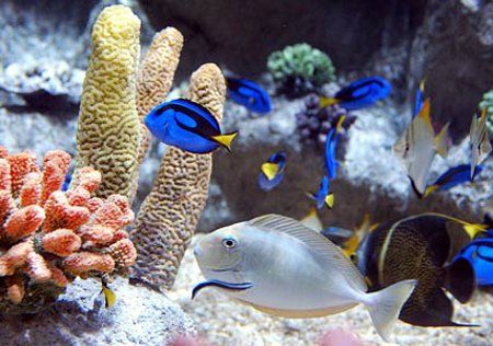 Sfaturi pentru achizitionarea unui acvariu