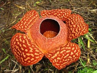 Rafflesia arnoldi - cea mai mare floare din lume