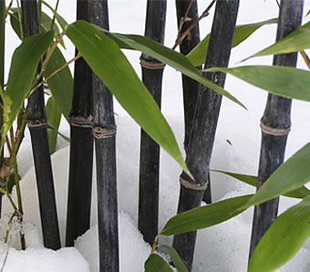 bambus iarna