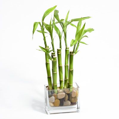Bambusul sau 