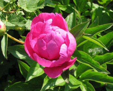 Bujorul - Paeonia officinalis