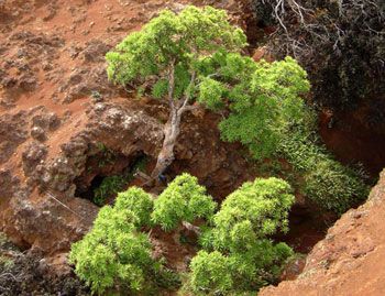 Dendroseris neriifolia - cel mai rar copac