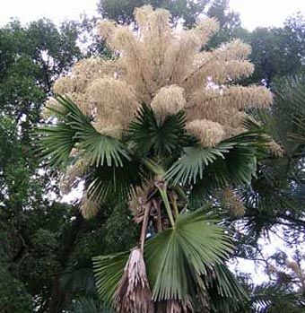 Corypha umbraculifera