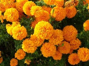 craita - Tagetes erecta