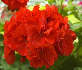 geranium