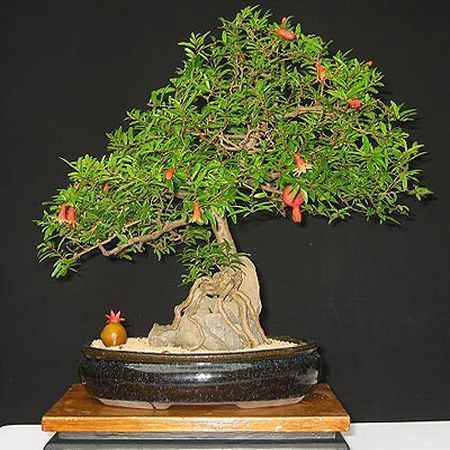 Ingrijirea corecta a bonsaiului