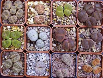 lithops