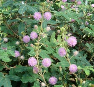 mimosa pudica