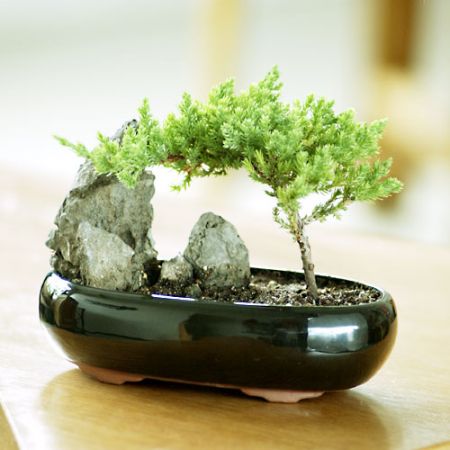 Bonsaii copacei in miniatura