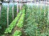 Cum sa cultivam legume pe spatii mici