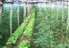 Lucrarile de intretinere a legumelor cultivate in solarii