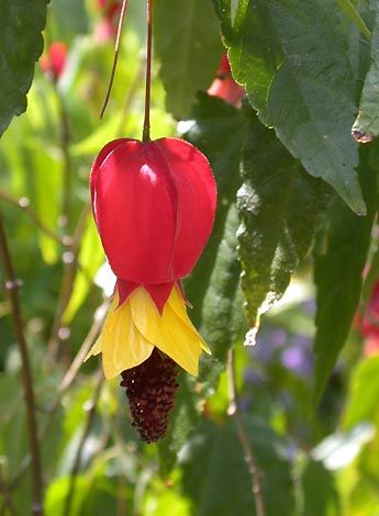 Abutilon