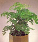 Adiantum