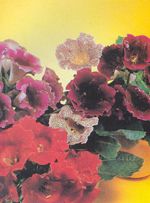 Gloxinia