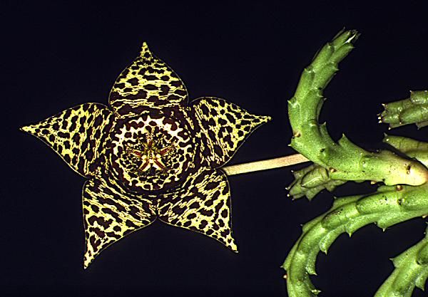 Stapelia variegata