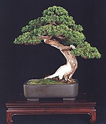 Bonsai