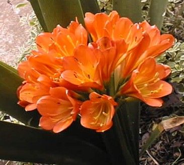 Clivia