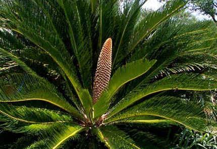 cycas