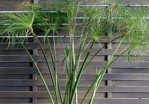 cyperus