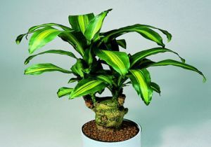 Dracena