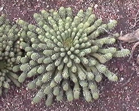 euphorbia