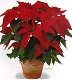 Poinsetia