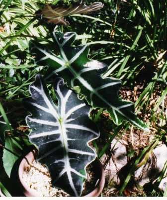 Alocasia