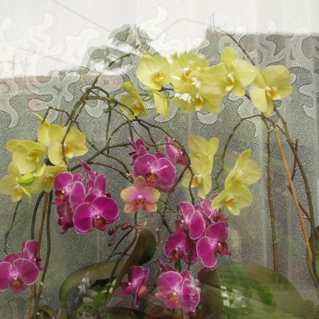 orhideele mele 2