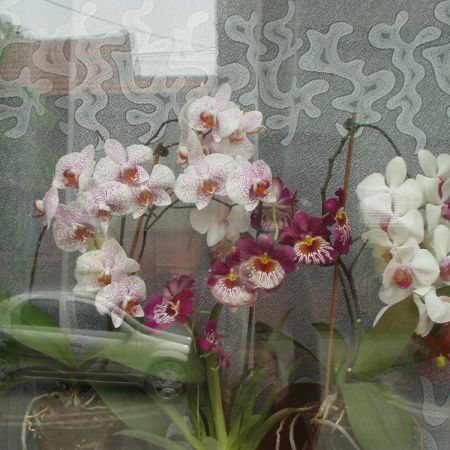 orhideele mele