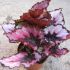 Begonia rex cu frunze roz