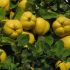 POMI FRUCTIFERI-GUTUI Soiul AROMATE
