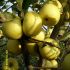 POMI FRUCTIFERI-MAR Soiul GOLDEN SPUR