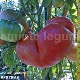 Seminte tomate de gradina