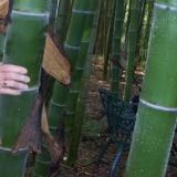 Vand seminte de bambus gigantic MOSO