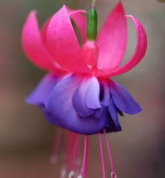 Fuchsia sau cercelusul