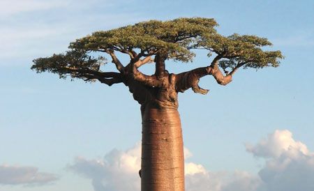 Baobabul Grandidier (Adansonia grandidieri)