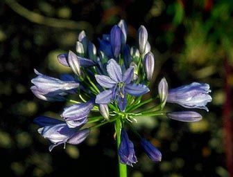 Floarea dragostei (Agapanthus africanus)