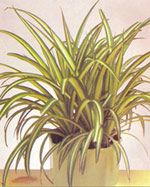  Chlorophytum Comosum