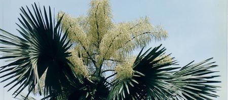 Palmierul Talipot (Corypha umbraculifera)